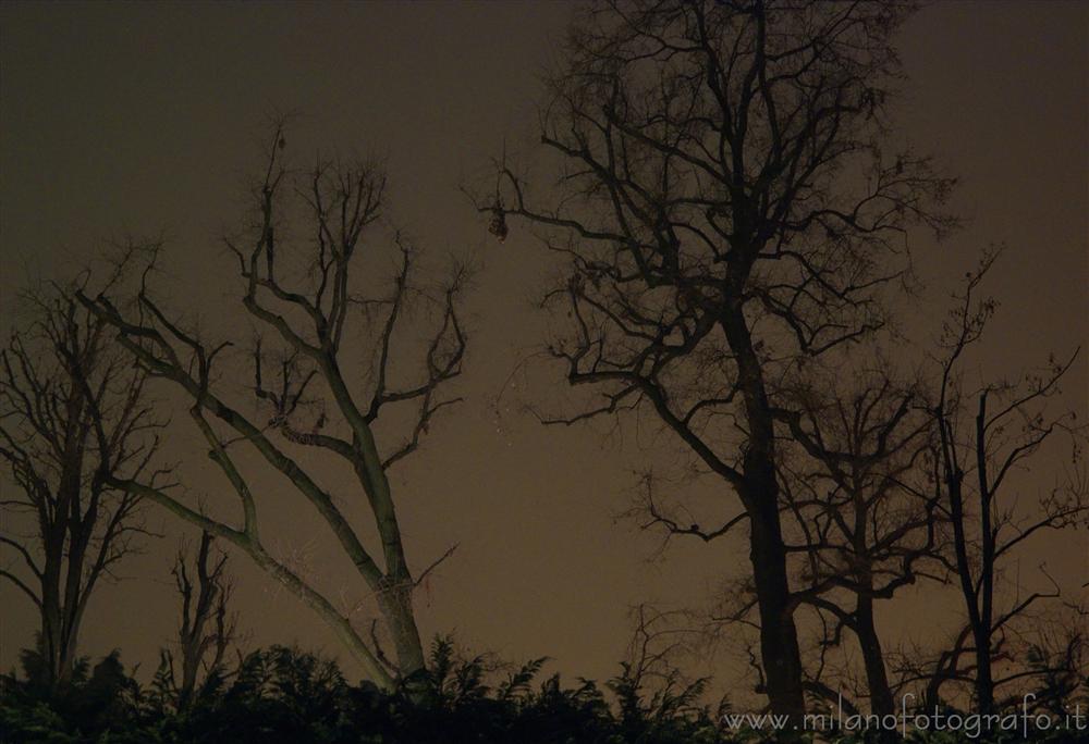 Milano - Alberi invernali senza foglie contro il cielo notturno